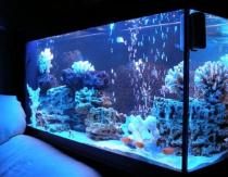Морской аквариум Как из пресноводного аквариума сделать морской